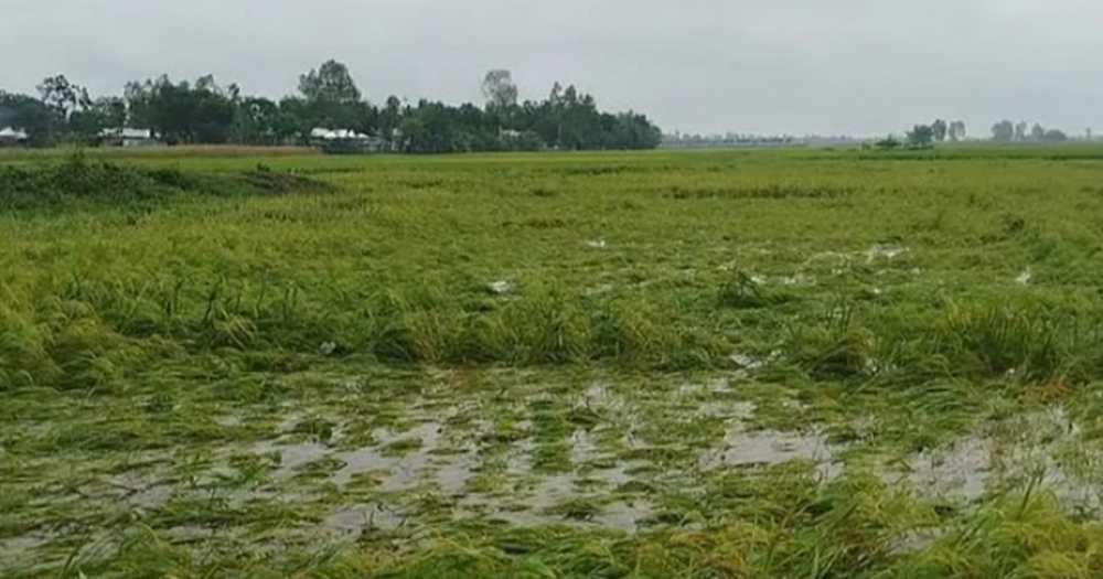 হরিপুরে পানিতে তলিয়ে গেছে ধানখেত, ভেসে যাচ্ছে কৃষকের স্বপ্ন