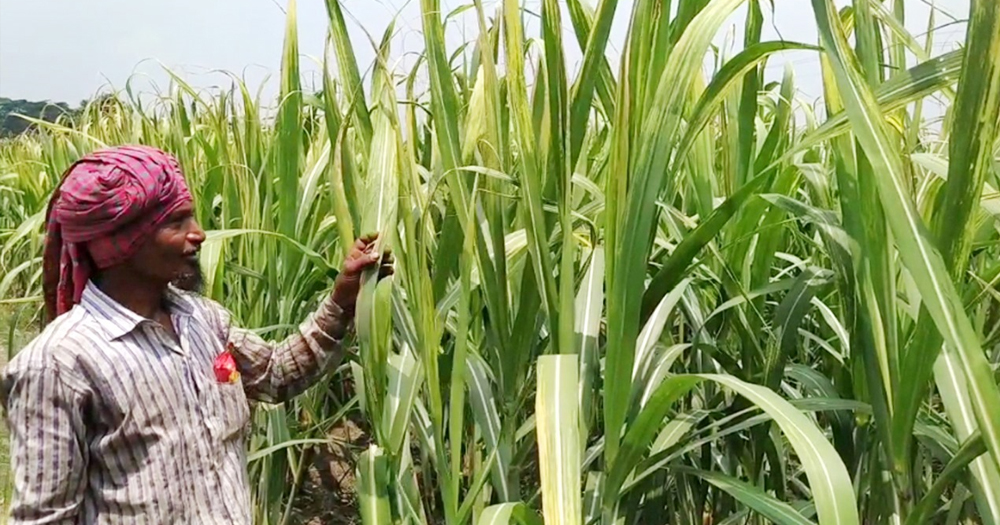 চাঁদপুরে আখের জমিতে পোকার আক্রমণ, চিন্তিত কৃষক