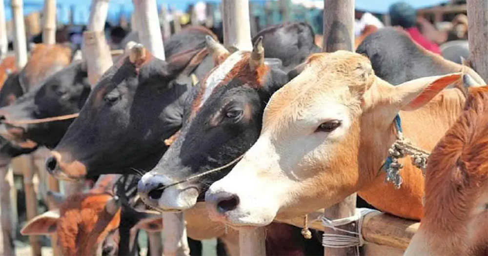 প্রস্তুত রাজধানীর পশুর হাট, ক্রেতার অপেক্ষায় ব্যাপারীরা