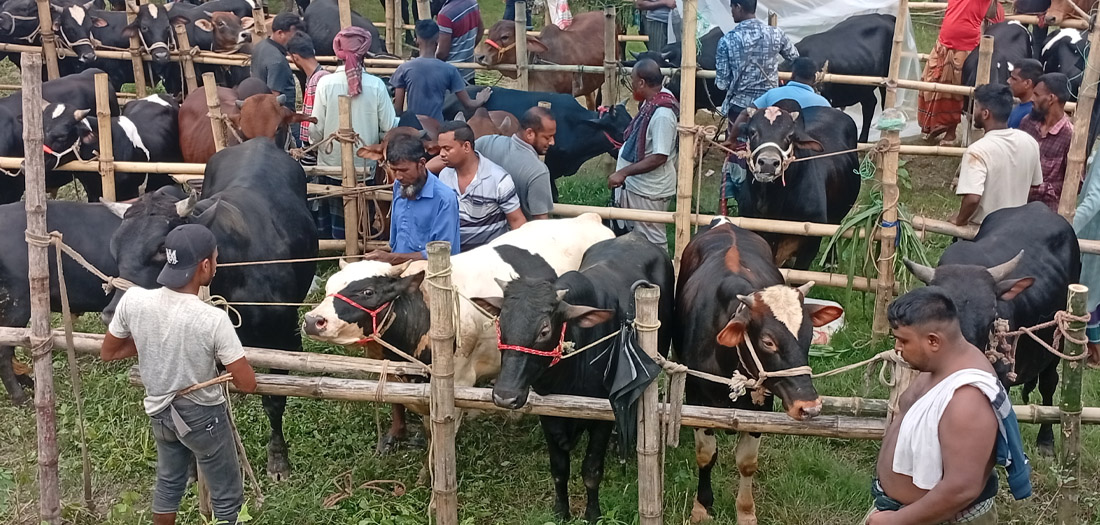 ক্রেতার মুখে হাসির ফোয়ারা,  বুকে কষ্টের পাথর বিক্রেতার