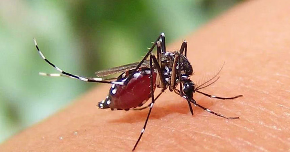 একদিনে ২৪৯ জনের ডেঙ্গু শনাক্ত, একজনের মৃত্যু