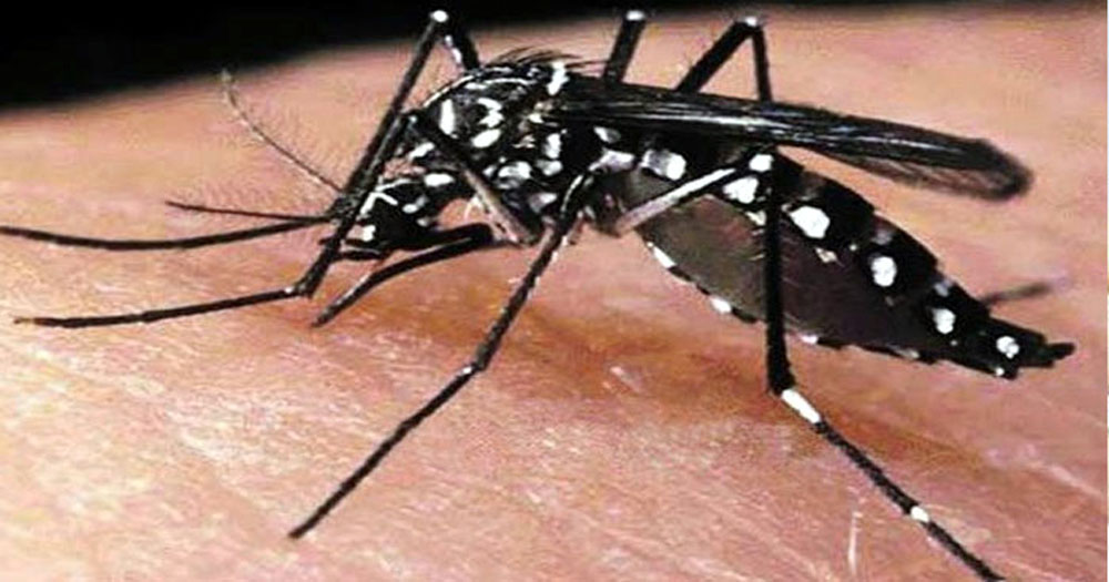 সারাদেশে একদিনে ডেঙ্গু আক্রান্ত ২৪৪, বরিশালে ১৩৮ জন