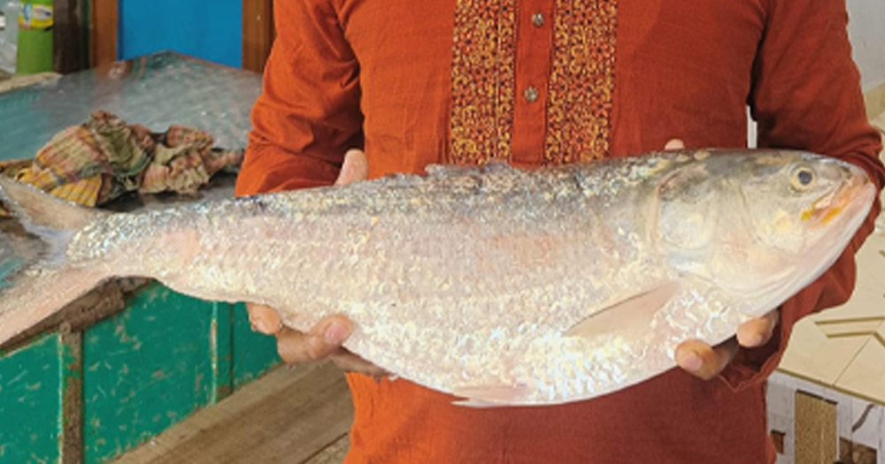 চাঁদপুরে ১৩ হাজার টাকায় বিক্রি এক ইলিশ