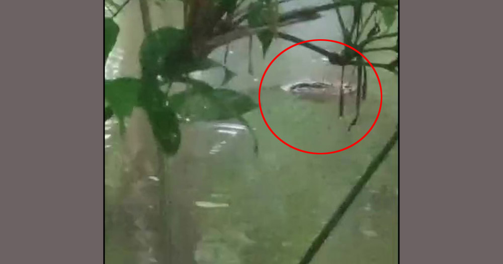 লাড়কির ঘর থেকে পুকুরে পড়ল কুমির, এলাকায় তোলপাড়