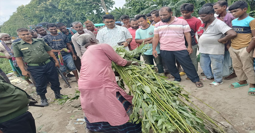 ঠাকুরগাঁওয়ে ইউক্যালিপটাসের বিরুদ্ধে অভিযান, ৩০০ চারা জব্দ