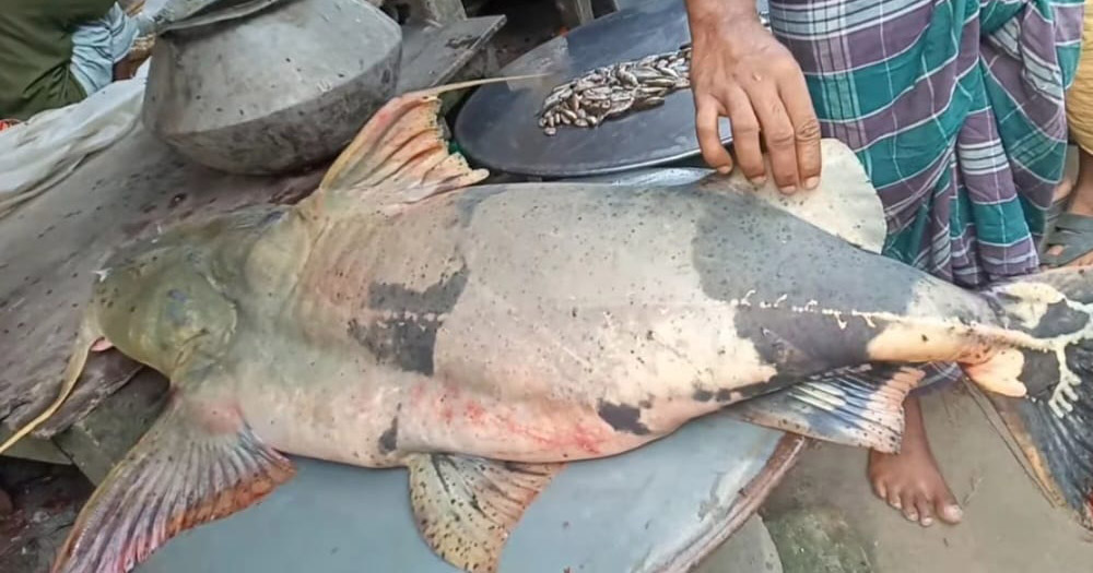 পদ্মায় ৪২ কেজির মহাবিপন্ন বাগাড়, ৬২ হাজার টাকায় বিক্রি