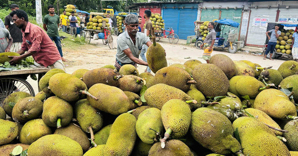 সারা দেশে ঠাকুরগাঁওয়ের কাঁঠালের কদর