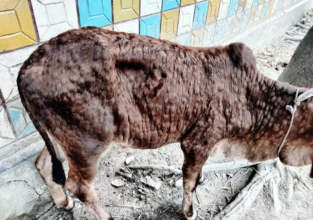 ঠাকুরগাঁওয়ে লাম্পি স্কিন রোগে ৭২ গরুর মৃত্যু, প্রতিষেধক না থাকায় দিশেহারা খামারিরা