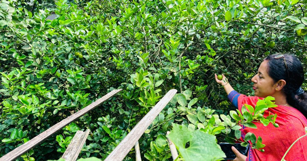 নিজ হাতে ফসল ফলান ঠাকুরগাঁওয়ের ডিসি