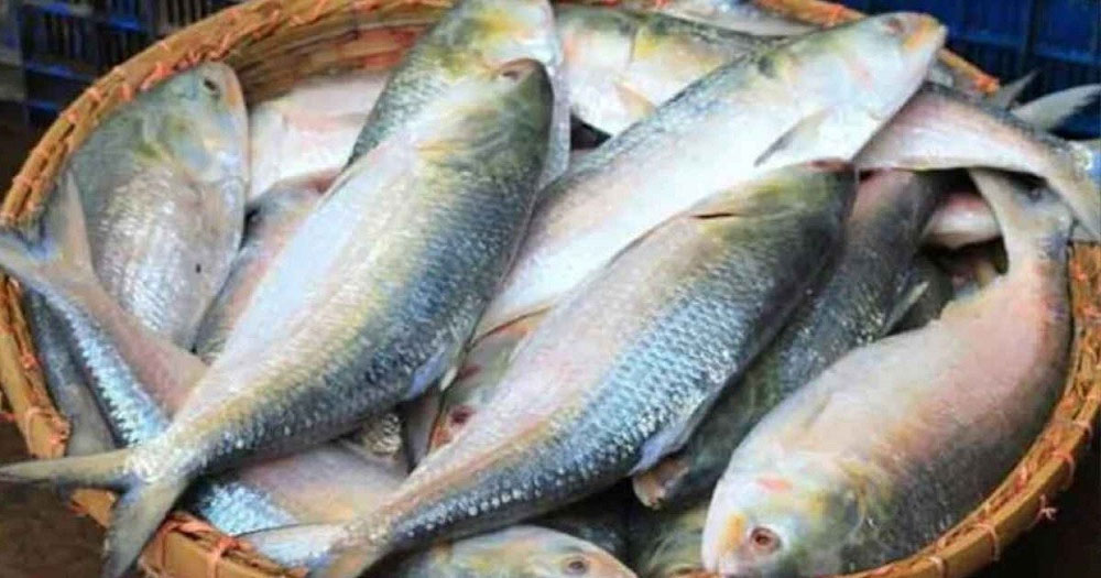 দুর্গাপূজায় ইলিশ চেয়ে বাংলাদেশকে কলকাতার ব্যবসায়ীদের চিঠি