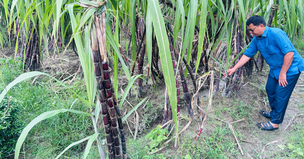 ঠাকুরগাঁওয়ে চাষ হচ্ছে অস্ট্রেলিয়া ও ফিলিপাইন জাতের আখ
