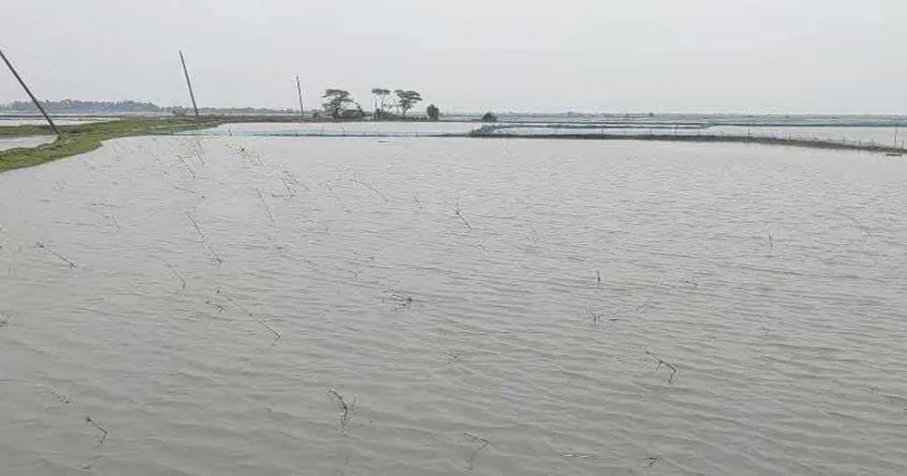 বাগেরহাটে মারা যাচ্ছে বাগদা চিংড়ি, দিশেহারা চাষিরা