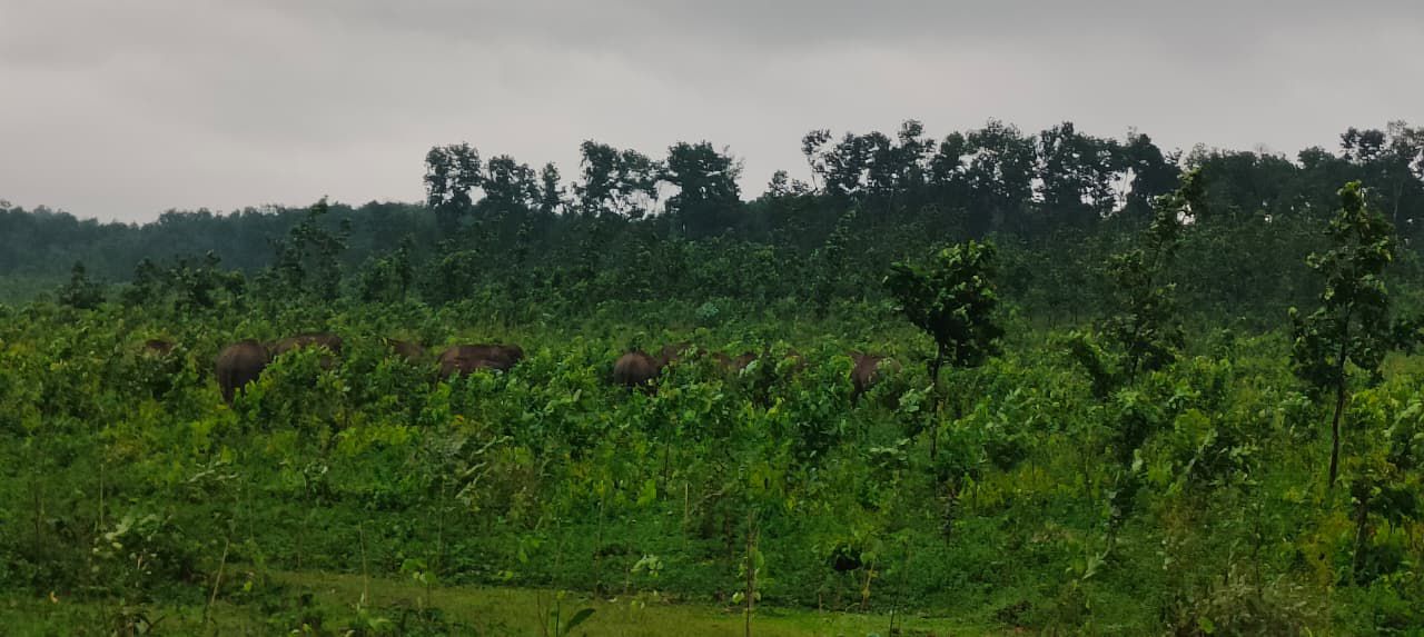 শেরপুর  সিমান্তে গত কয়েক দশক ধরে  বন্যহাতি-আর মানুষের যোদ্ধ  ও সংঘাত চলছে