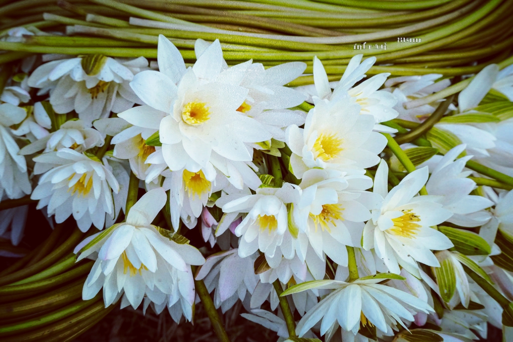 বাজারে সবজি হিসাবে বিক্রি হচ্ছে শাপলা ফুল