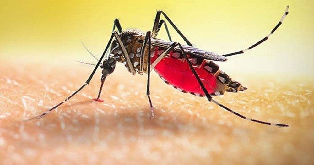 ডেঙ্গুতে আরও দুইজনের মৃত্যু, হাসপাতালে ৩৬৪