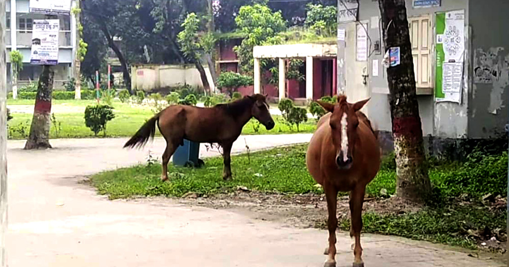 বোয়ালমারীতে ঘোড়ার কামড়ে আহত ২০