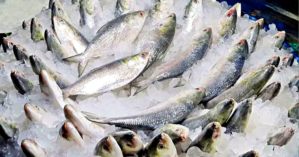 দুর্গাপূজায় ভারতে যাচ্ছে ১২০০ টন ইলিশ
