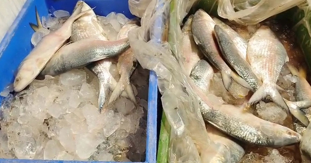 পূজার আগেই পদ্মার ইলিশের স্বাদ পাবে ভারতীয়রা