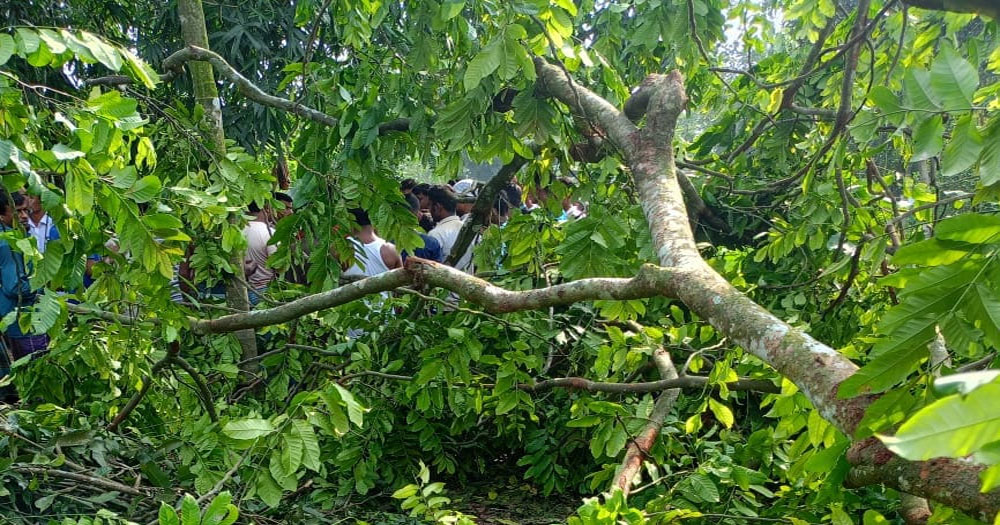 লালমনিরহাটের পাটগ্রামে গাছ  কাটতে গিয়ে রিকশাচালকের মৃত্যু