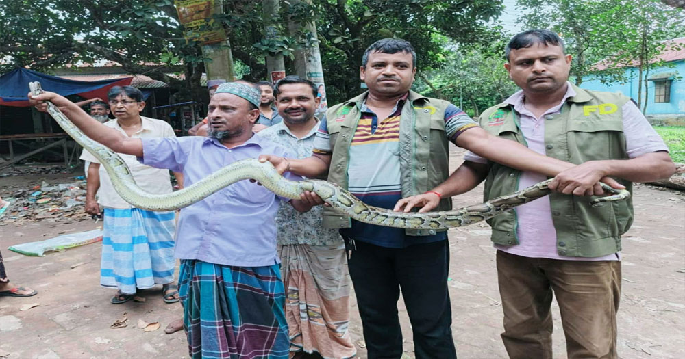 গাজীপুরে বিলুপ্ত প্রজাতির অজগর উদ্ধার করে বনে অবমুক্ত