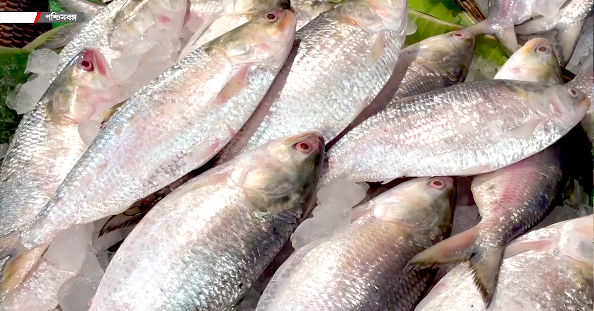 মধ্যপ্রাচ্যে যাচ্ছে ১১ হাজার টন ইলিশ