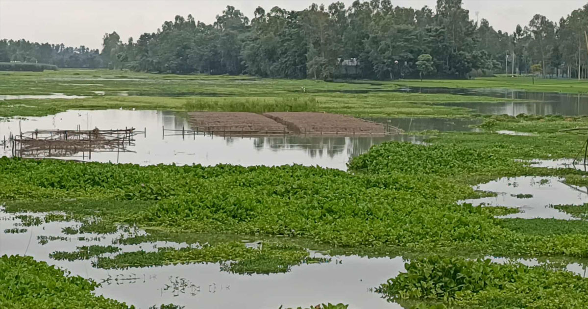 কু‌ড়িগ্রা‌মে নদ-নদীর পা‌নি বৃ‌দ্ধি, তলিয়ে  গেছে ফসলের ক্ষেত