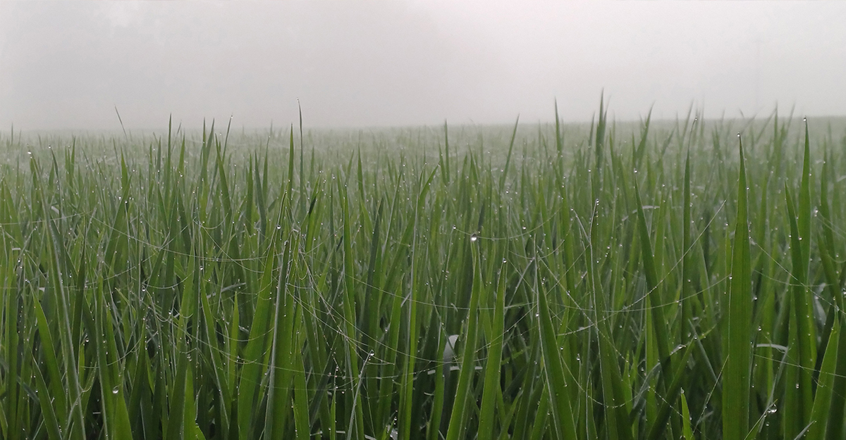 শীতের বার্তা নিয়ে কুয়াশার চাদরে ঢেকে গেল পঞ্চগড়