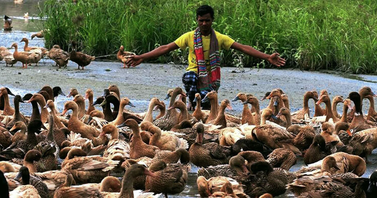 ডাক প্লেগ রোগের ভ্যাকসিন আবিষ্কার বাকৃবির গবেষকদলের