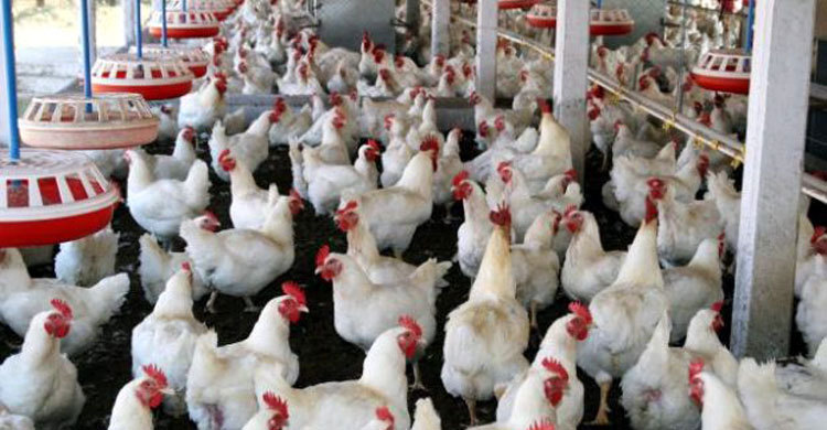 ঝিনাইদহের কোটচাঁদপুর নকল পোল্ট্রি ফিডের ব্যবসা জমজমাট