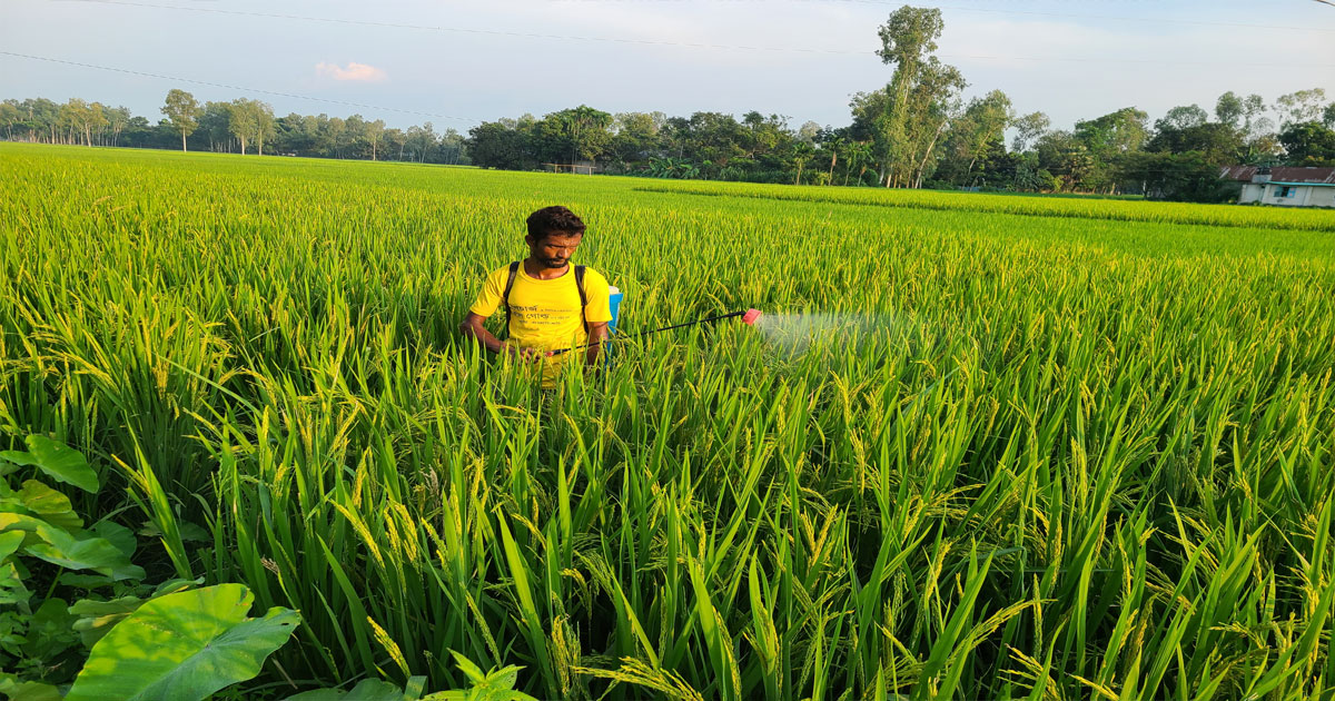 হাইব্রিডে মিলছে না স্বাদ,২৭ প্রজাতির আদি ধান বিলুপ্তির পথে