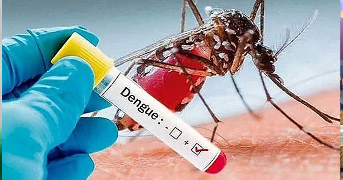 ডেঙ্গুতে একদিনে ৩ মৃত্যু, হাসপাতালে ভর্তি ৫৫৬