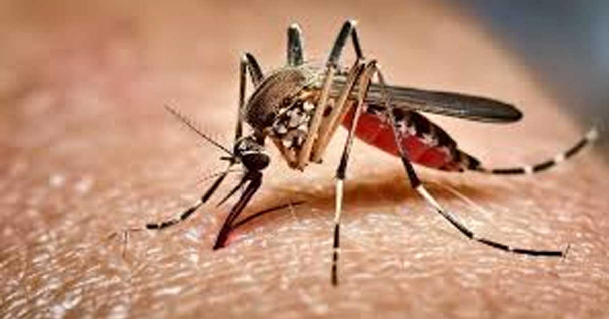 ডেঙ্গুতে ২ জনের মৃত্যু, হাসপাতালে ভর্তি ৩৯৬