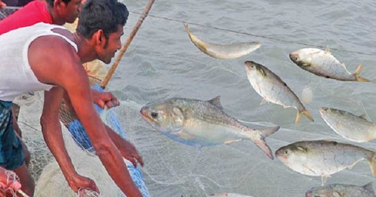 আজ মধ্যরাত থেকে ২২ দিন ইলিশ ধরা বন্ধ থাকবে