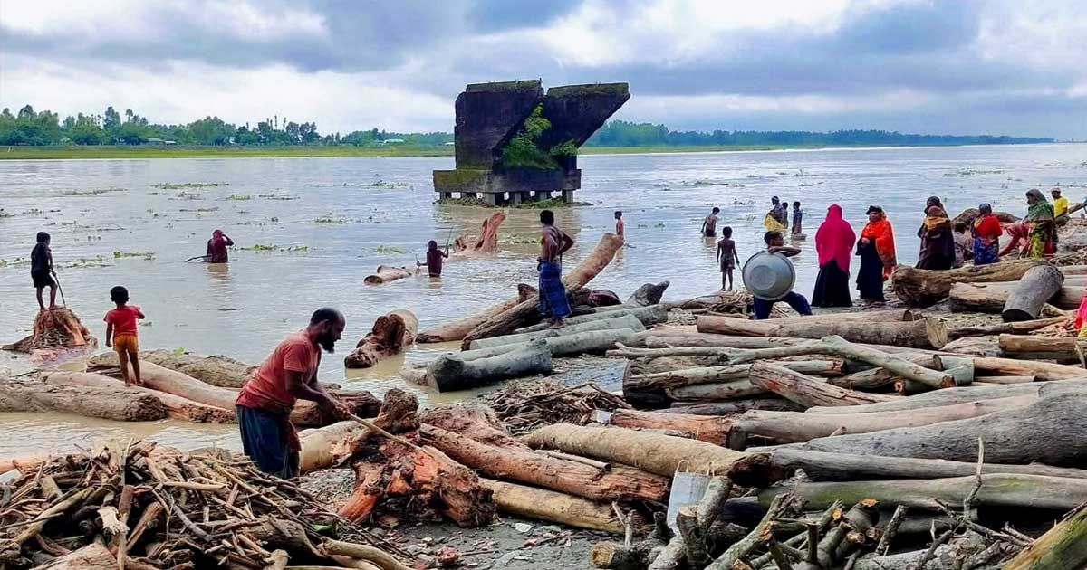 কুড়িগ্রামে কালজানি নদীতে ভেসে আসছে হাজার হাজার গাছের গুড়ি