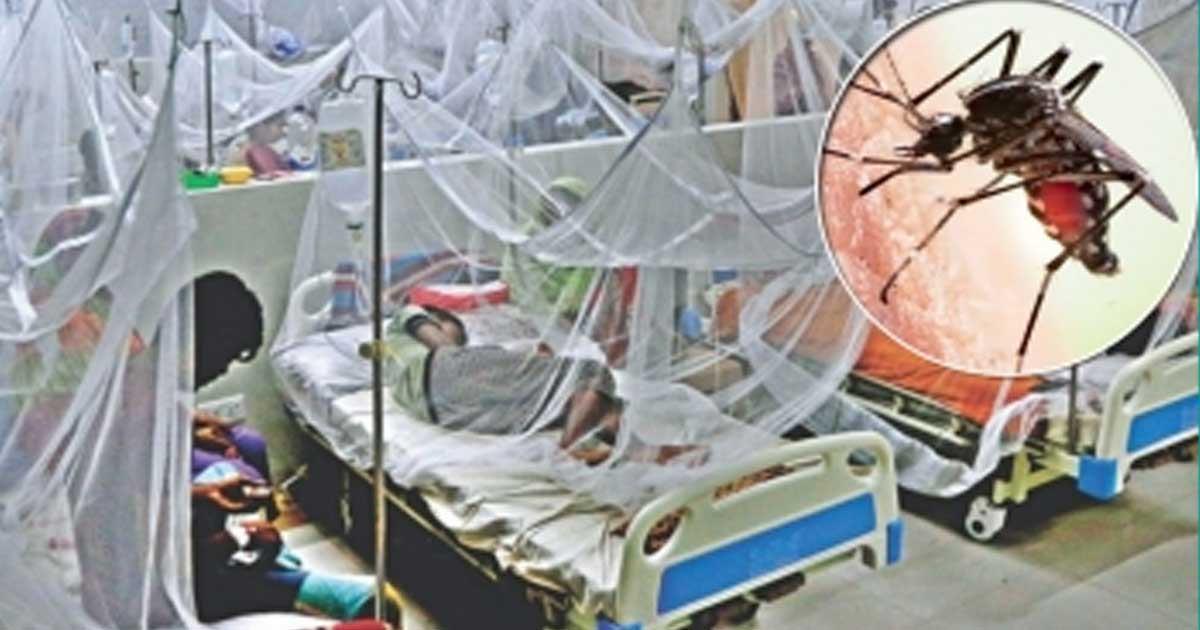 দেশে ডেঙ্গুতে আক্রান্ত রোগীর সংখ্যা  ৫০ হাজার  ছাড়াল,২৪ ঘণ্টায় তিন জনের মৃত্যু
