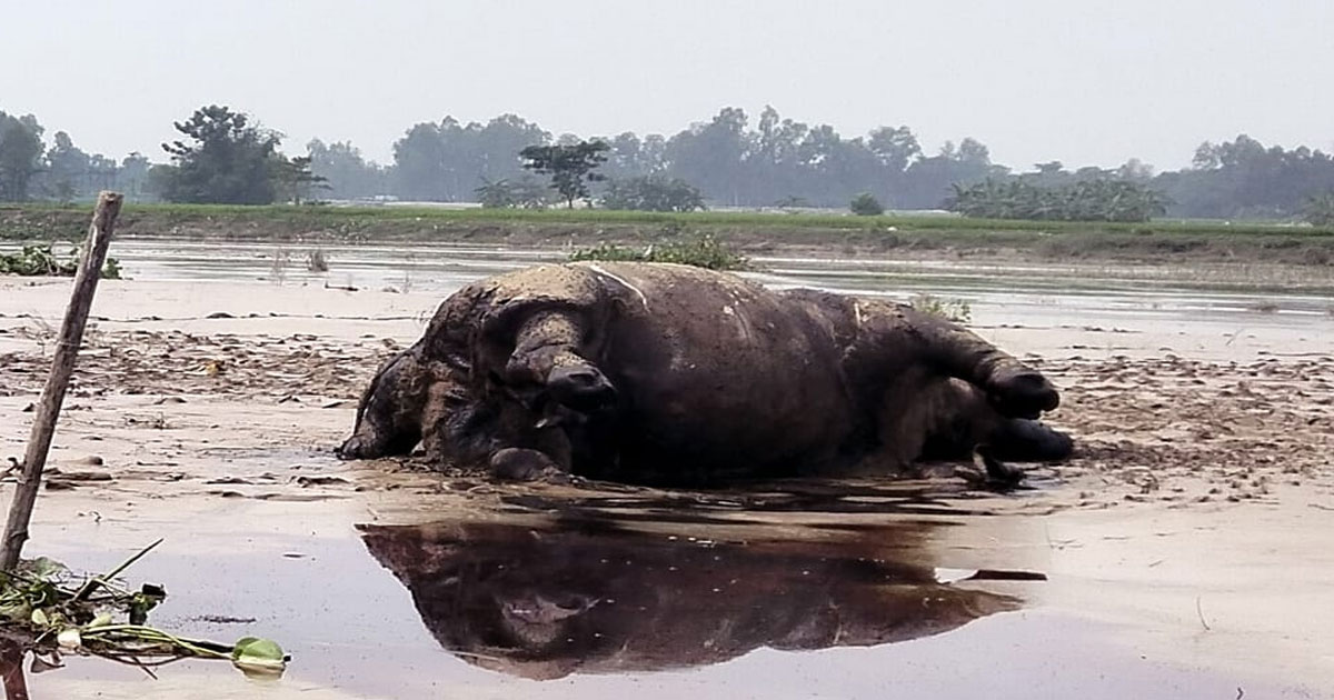 কুড়িগ্রাম দুধকুমার নদীতে ভেসে আসলো মৃত গণ্ডার