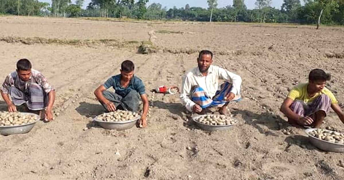 নীলফামারীতে আগাম আলু চাষ নিয়ে ব্যস্ত কৃষক