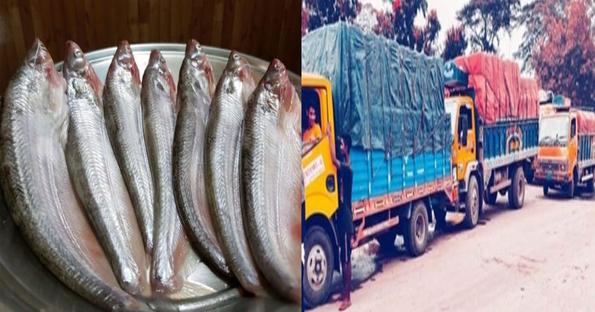 ভারতে চাহিদা বাংলাদেশি পাবদা মাছের