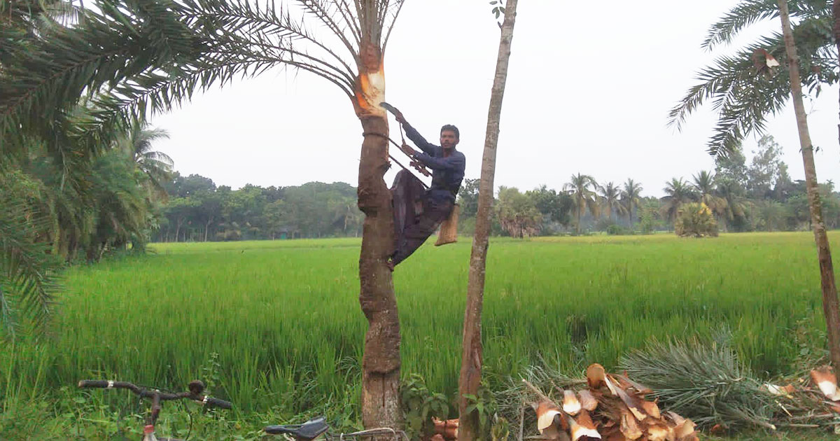 আসছে শীত, খেজুর রস তোলার প্রস্তুতিতে ব্যস্ত গাছিরা