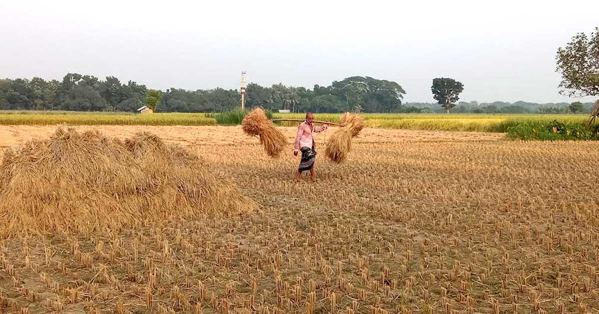 আমন ধান ঘরে তুলতে ব্যস্ত চাষিরা