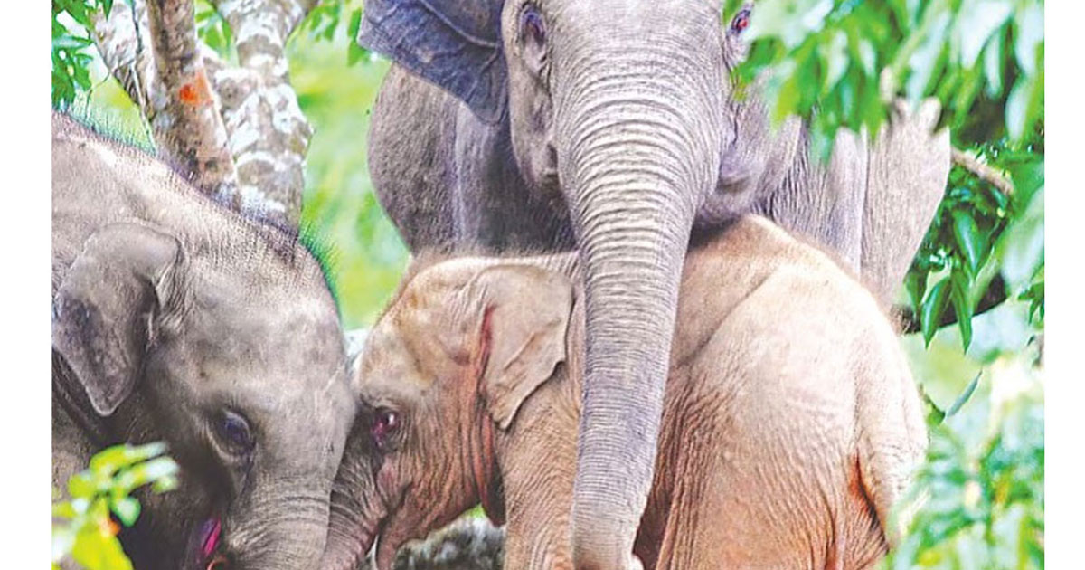 রাঙ্গামাটিতে সেই বিরল গোলাপি হাতি শাবকের মৃত্যু