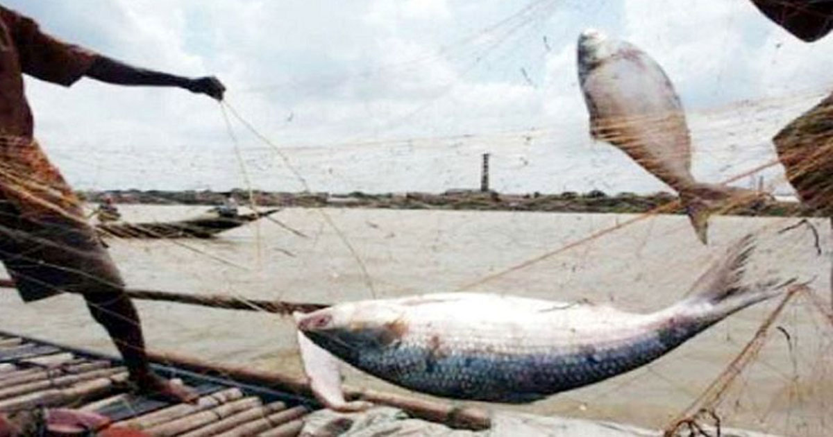 আজ ইলিশ ধরার নিষেধাজ্ঞা শেষ হচ্ছে