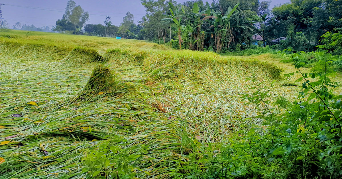 বৃষ্টির কারণে নুইয়ে পড়েছে ঠাকুরগাঁওয়ের আমন ক্ষেত, ক্ষতির আশঙ্কা চাষিদের