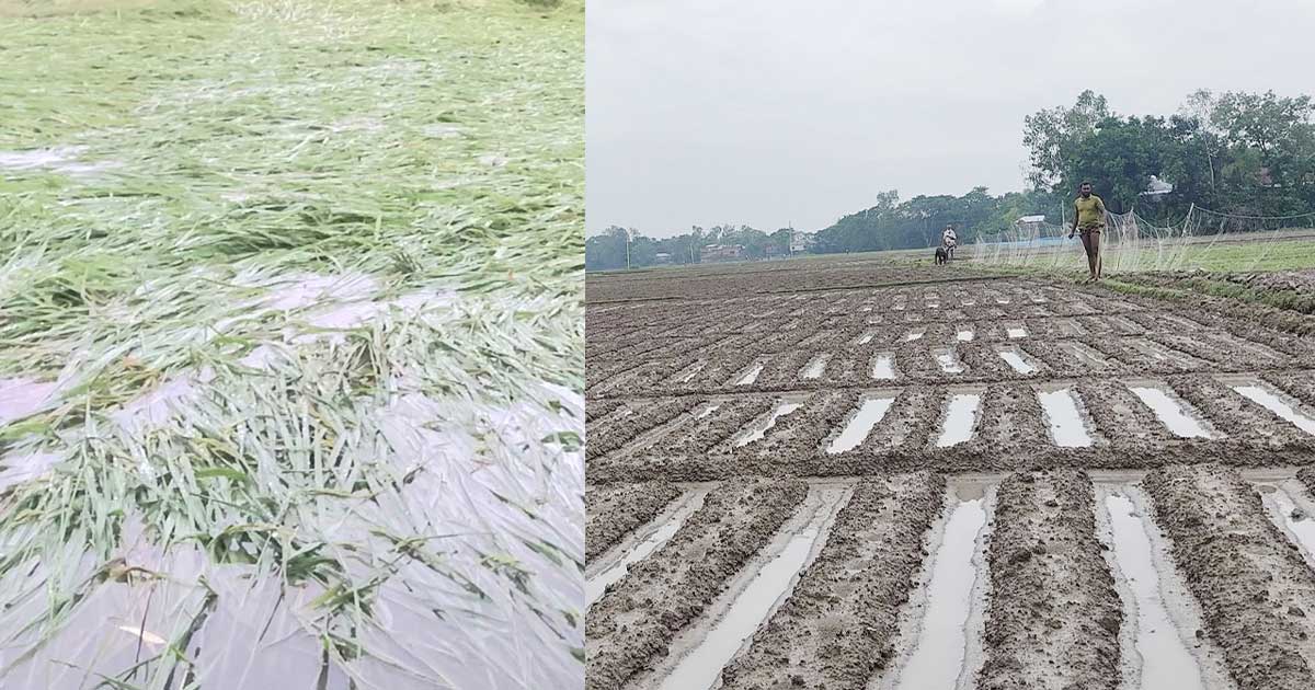 অসময়ের বৃষ্টিতে নওগাঁ ও সিরাজগঞ্জে তলিয়ে গেছে ধান-সবজির খেত