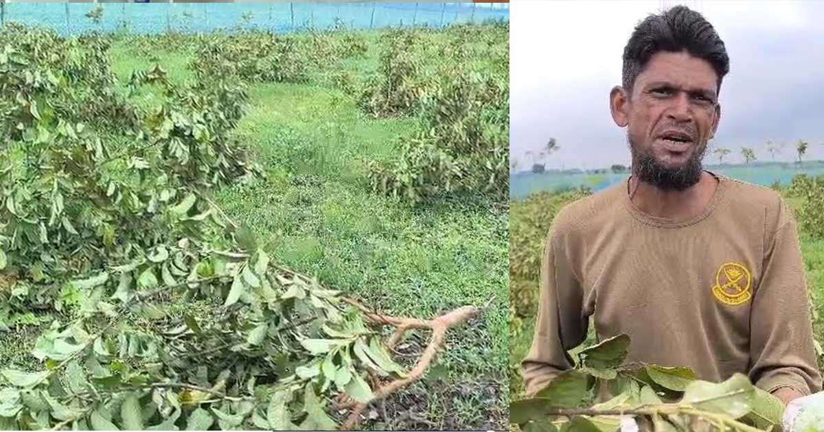 জীবননগরে কৃষকের ৩ শতাধিক পেয়ারা গাছ কেটে দিয়েছে দুর্বৃত্তরা