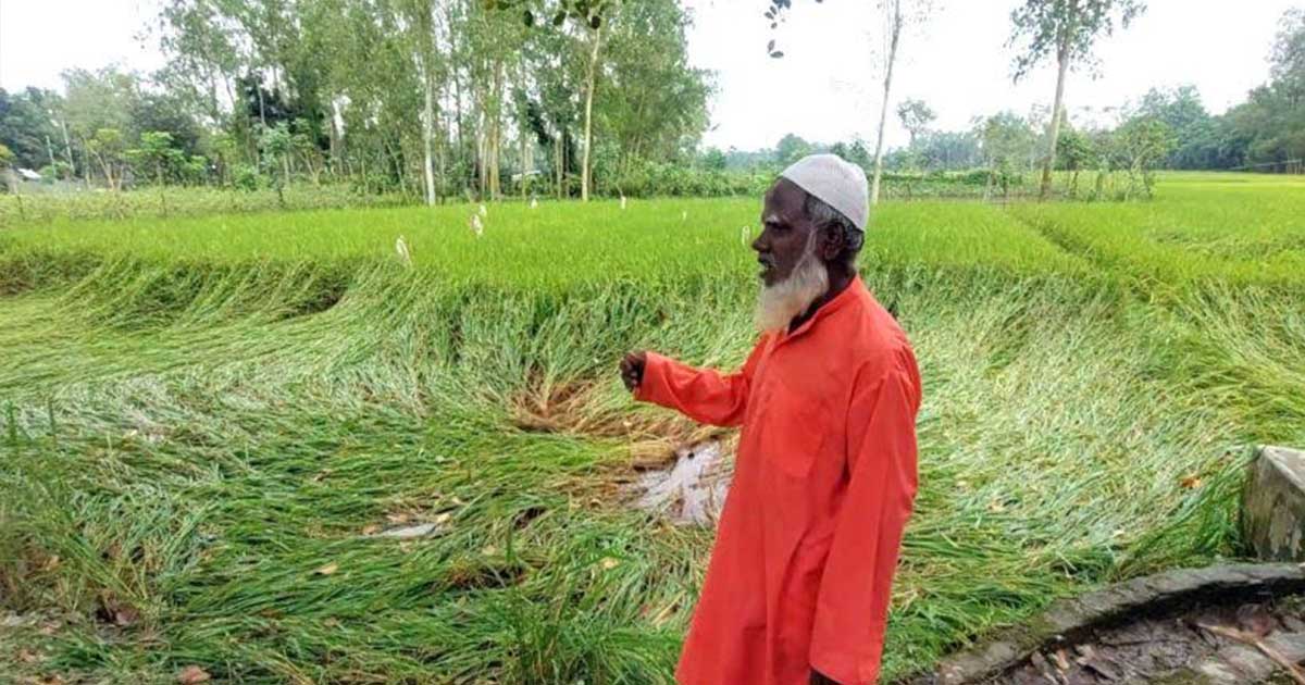 ৩ দিনের বৃষ্টিতে আমন ধানের ব্যাপক ক্ষতি
