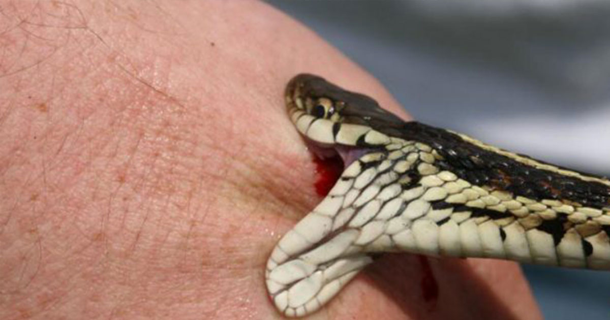 ঠাকুরগাঁওয়ে এ বছর সাপে কেটেছে ৫২১ জনকে, মৃত্যু ৬ জনের