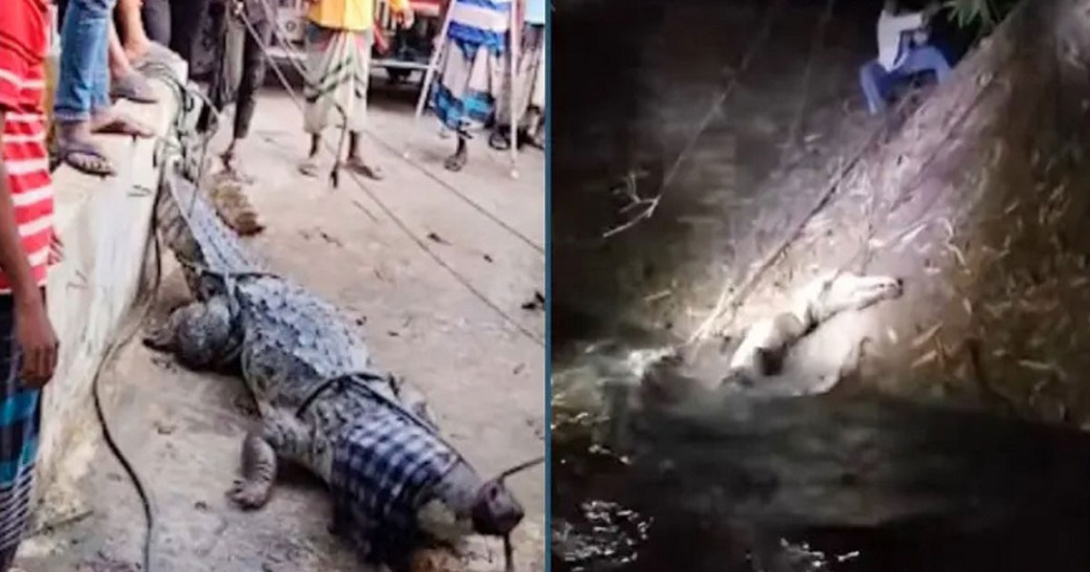 অবশেষে ফাঁদে ধরা পড়লো পদ্মা নদীর সেই কুমির