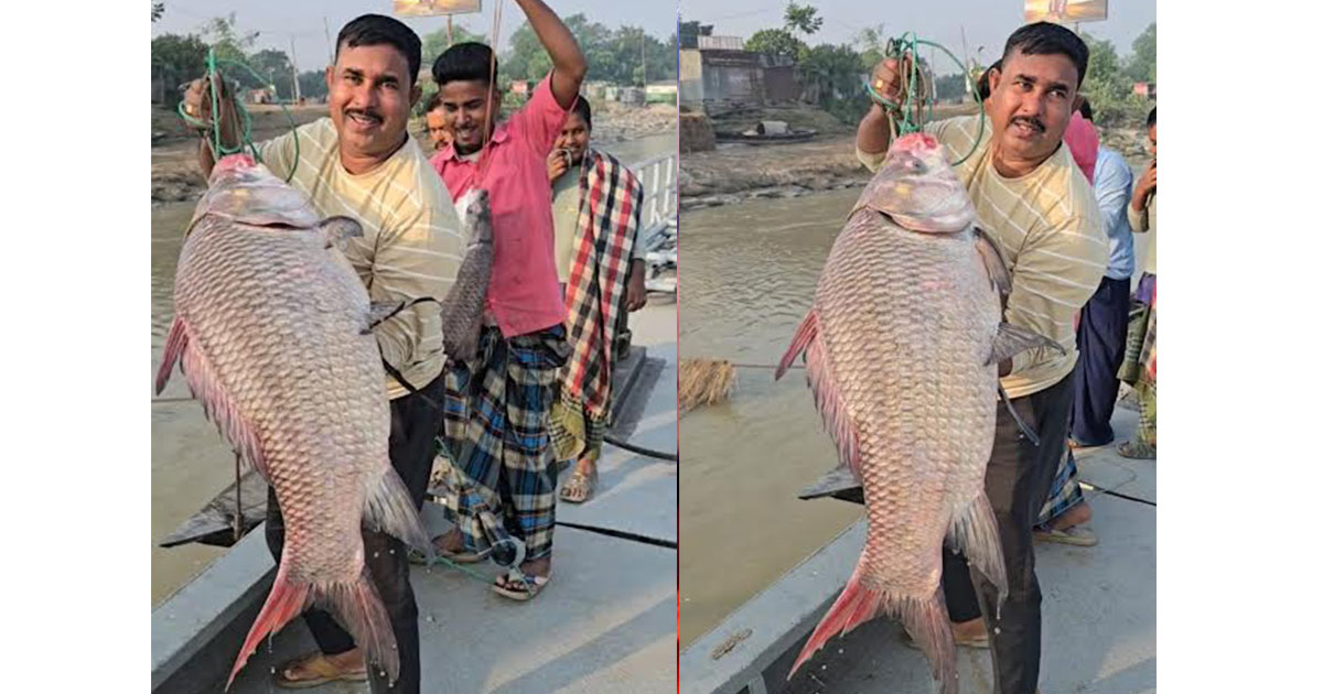 পদ্মায় ধরা পড়ল ১৯ কেজির  কাতল