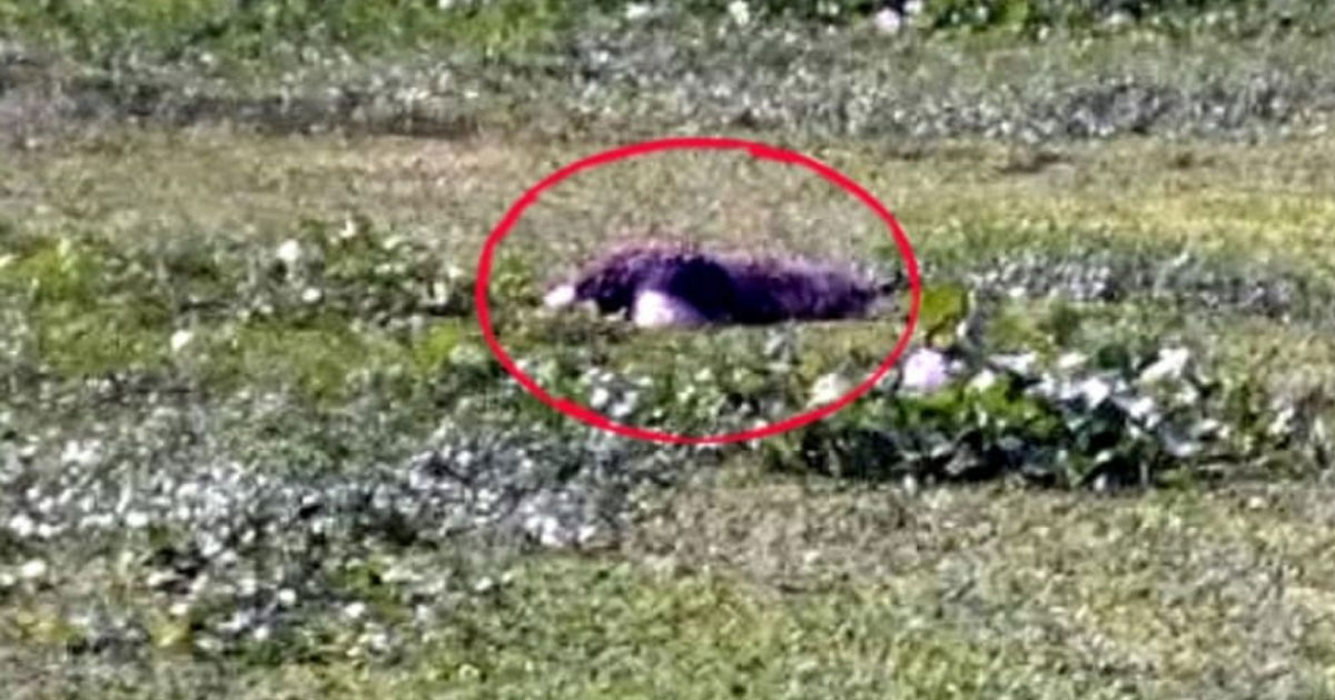 কোদলা নদীতে ভাসছিল অজ্ঞাত মরদেহ, নিয়ে গেল ভারতীয় পুলিশ